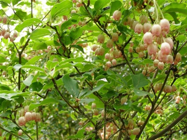 A beautiful Enkianthus Campanulatus